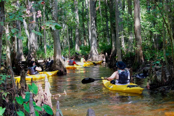 Cypress Forest Guided Kayak Nature Eco-Tour