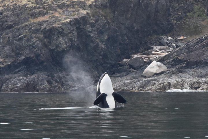 Half-Day Whale Watching Adventure from Vancouver